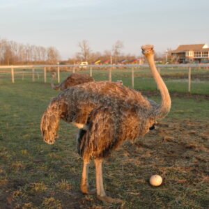 Ostrich Land Store